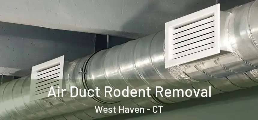  Air Duct Rodent Removal West Haven - CT