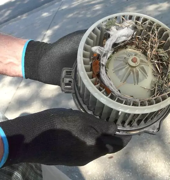 About Air Duct Mice Removal in West Haven, CT